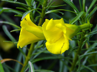 Ontdek de magie van de Portugese laurier: perfect voor jouw tuin