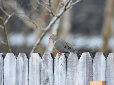 Nieuwe schutting nodig? Kies er één die past bij jouw tuin