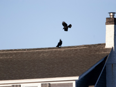 Dakrenovatie en maatregelen bij vogeloverlast: wat je erover moet weten