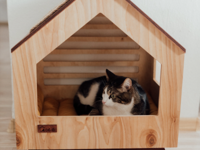 Hoe katten zich aanpassen aan een nieuwe woning