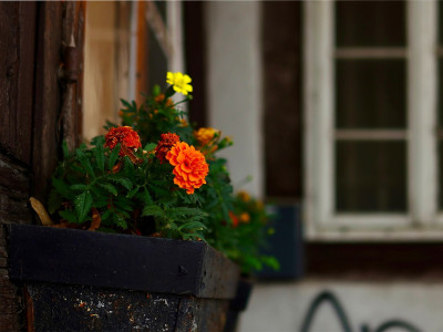 Stappenplan voor het aanleggen van een tuin bij je nieuwbouwhuis