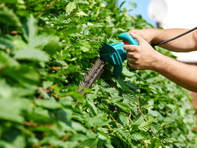 Welke planten zijn het meest geschikt voor het creëren van een afgeschermde buitenruimte?